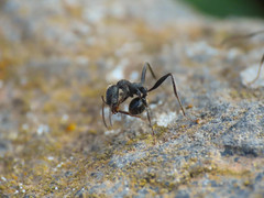 Aphaenogaster senilis