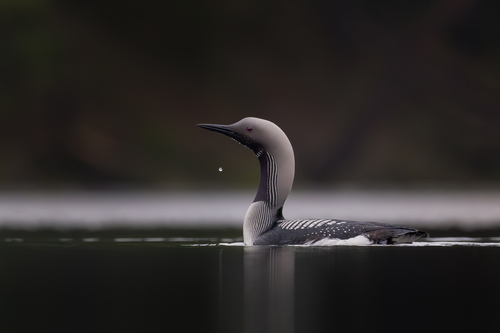Arctic Loon