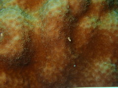 Porites astreoides