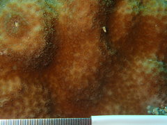 Porites astreoides