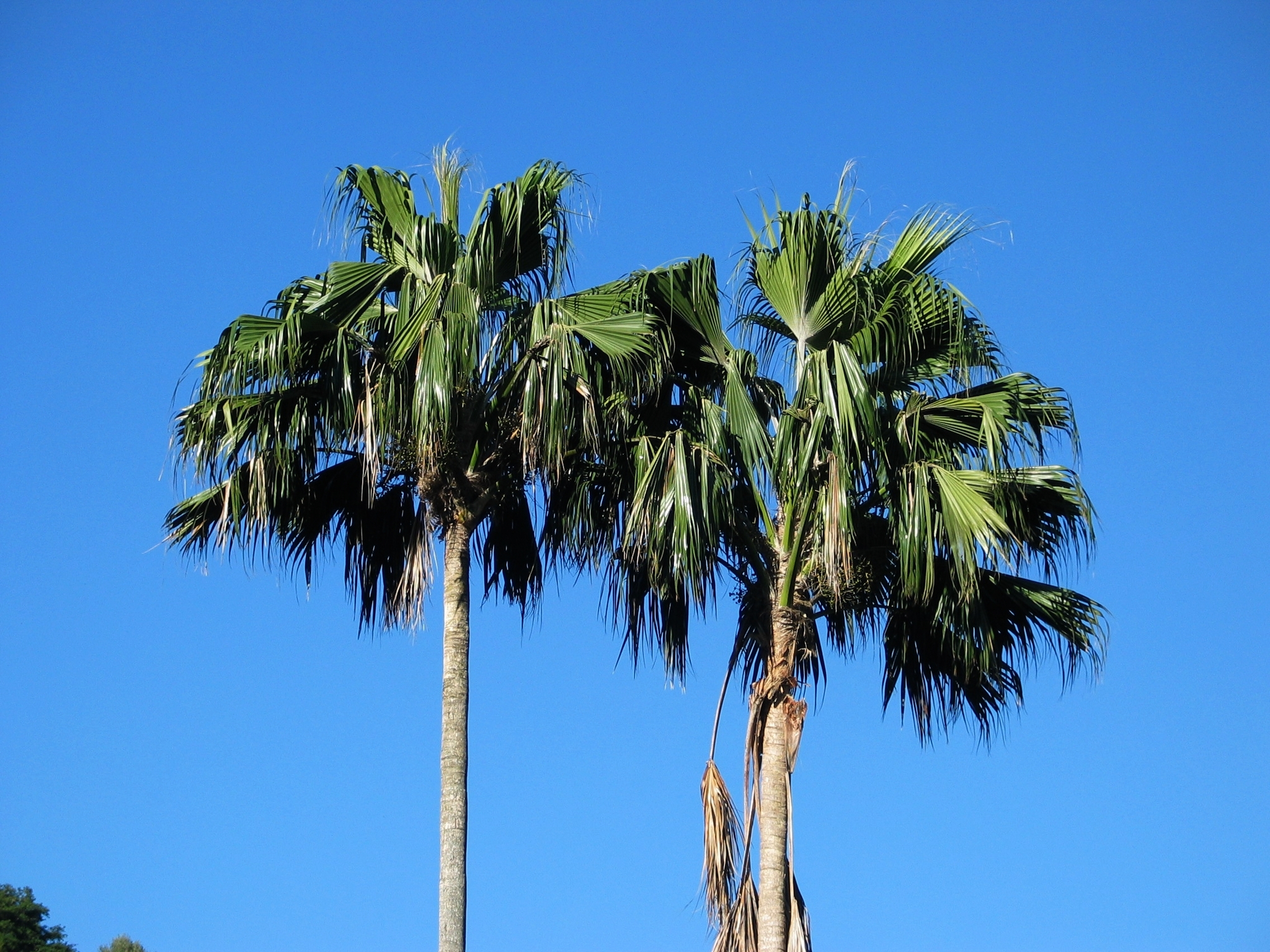 Pritchardia