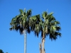 Loulu Palms - Photo (c) David  Eickhoff, some rights reserved (CC BY)