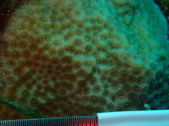 Porites astreoides