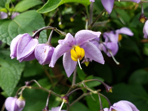 Solanum dulcamaroides