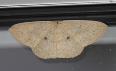 Cosymbiini