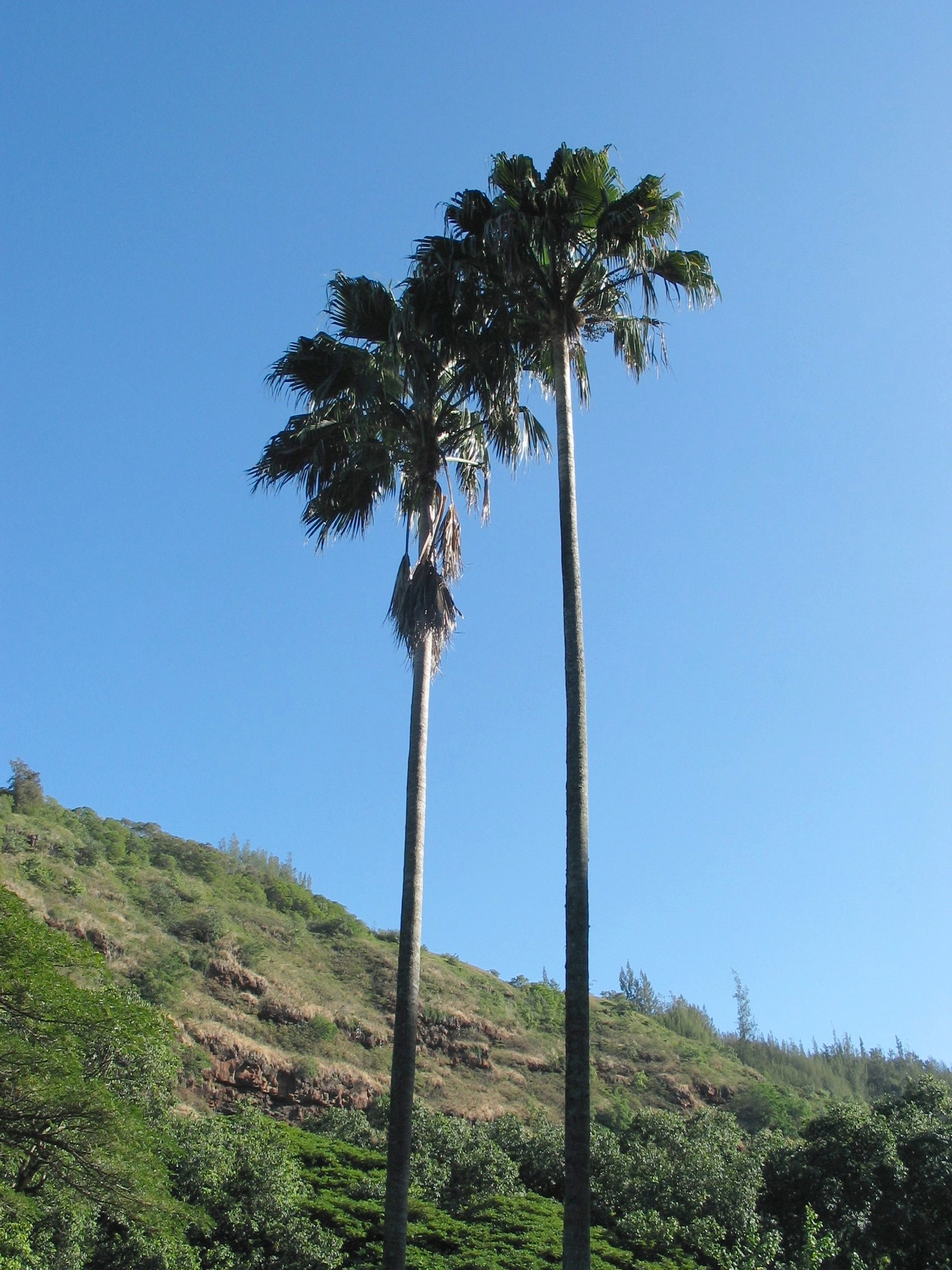 Pritchardia remota