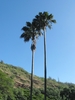 Nihoa Fan Palm - Photo (c) David  Eickhoff, some rights reserved (CC BY)