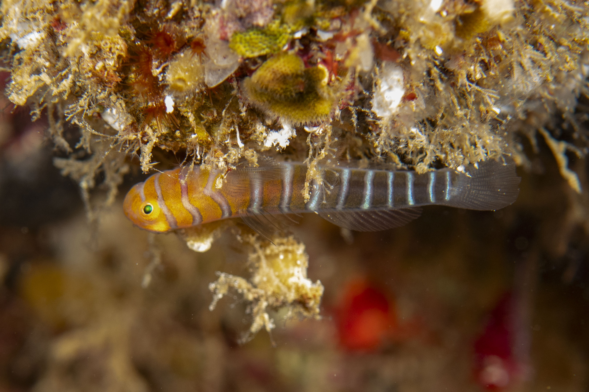 Widebanded Cleaning Goby photo 4