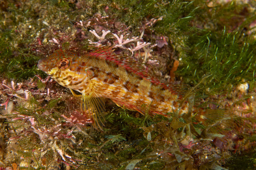 Redside blenny (Malacoctenus hubbsi) — Labrisomidae — 2