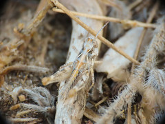 Dociostaurus jagoi occidentalis