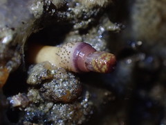 Themiste pyroides