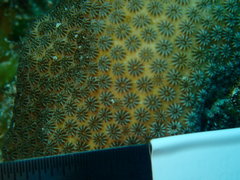 Stephanocoenia intersepta