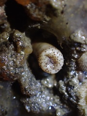 Themiste pyroides