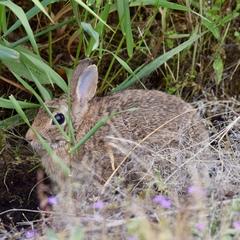 Sylvilagus floridanus