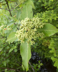 Viburnum cassinoides image