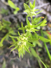 Polygonum polygaloides kelloggii