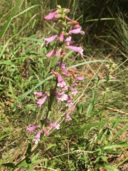 Penstemon peckii