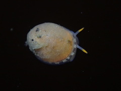 Limneria prolongata