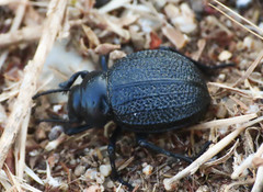 Pimelia angusticollis