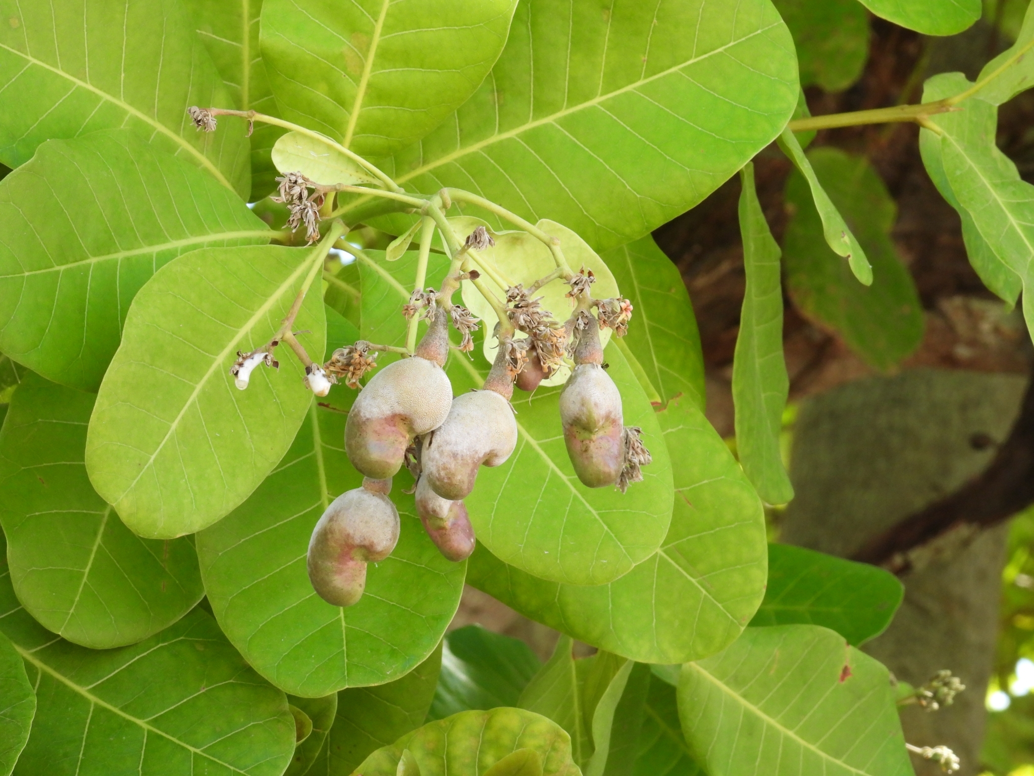 Anacardium occidentale