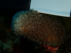 Porites porites
