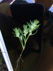 Polygonum polygaloides kelloggii