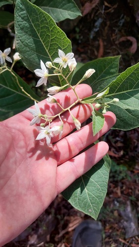 Solanum delitescens