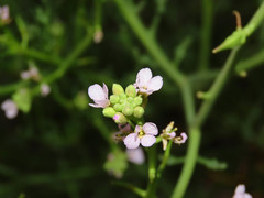 Cakile maritima maritima