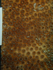 Stephanocoenia intersepta