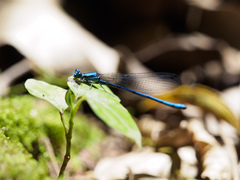 Argia medullaris