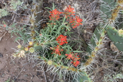 Castilleja lanata