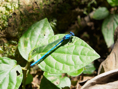 Argia medullaris