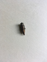 Chrysochroinae