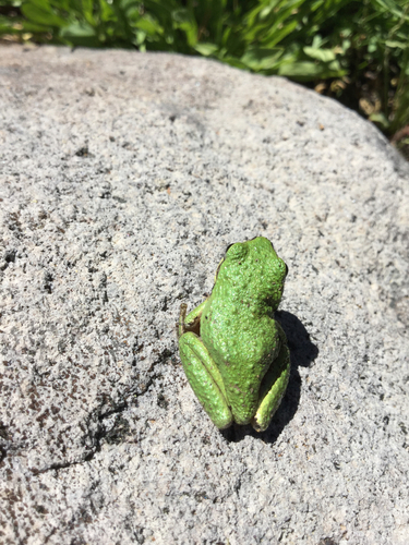 iNaturalist observation photo of Pacific chorus frog