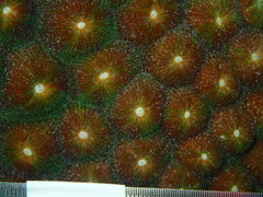 Montastraea cavernosa