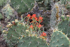 Castilleja lanata