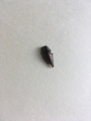 Chrysochroinae