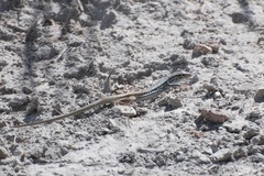 Aspidoscelis scalaris