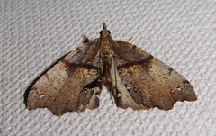 Chalastra pellurgata