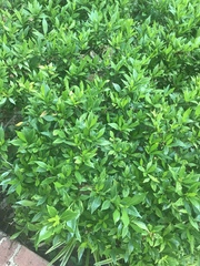 Gardenia jasminoides