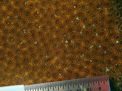 Stephanocoenia intersepta