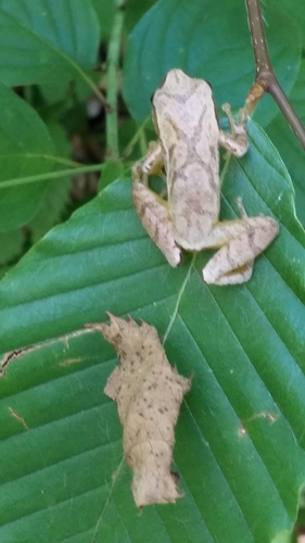 Pseudacris crucifer