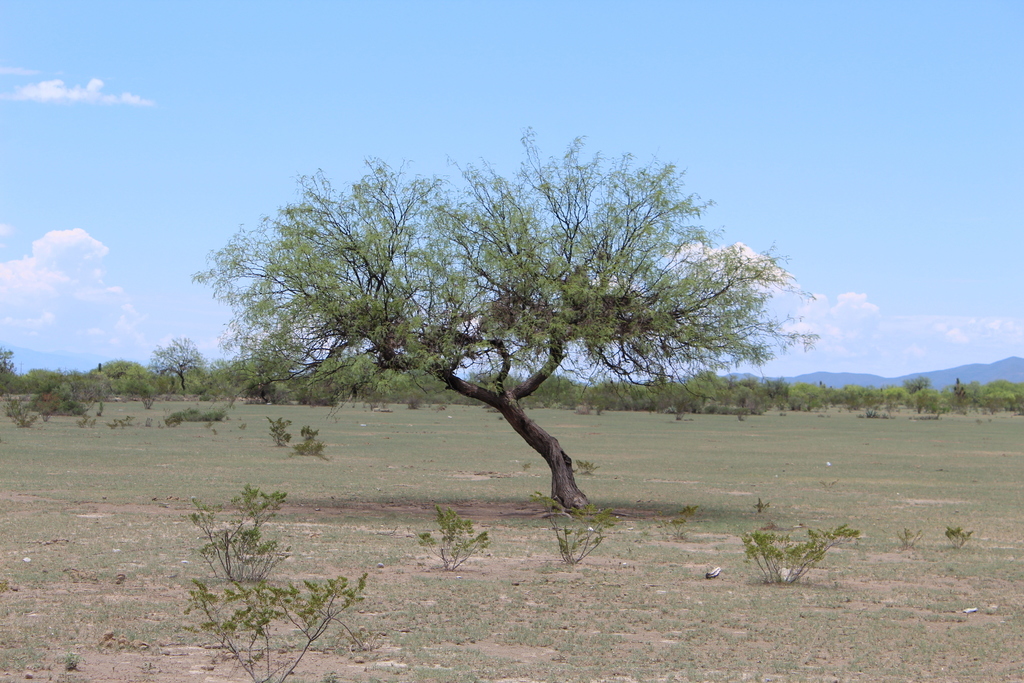 Prosopis laevigata (Humb. & Bonpl. ex Willd.) M.C.Johnst. 4