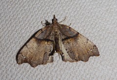 Chalastra pellurgata