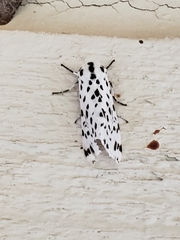 Hypercompe permaculata