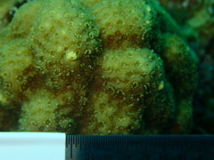 Porites astreoides