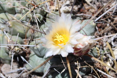 Thelocactus rinconensis multicephalus
