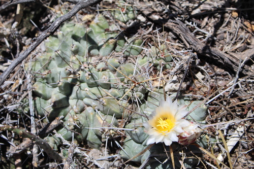 Thelocactus macdowellii