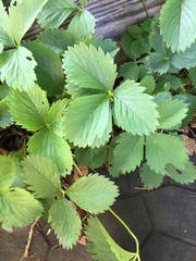 Fragaria vesca americana