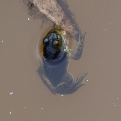 Lithobates catesbeianus